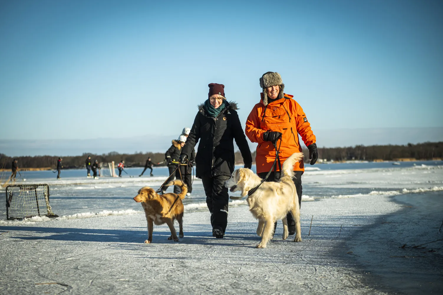 hundar på promenad