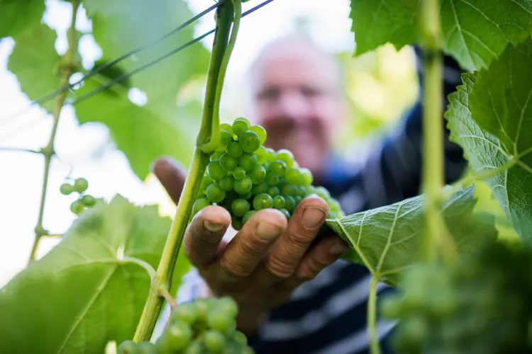 The vineyard Boråkra