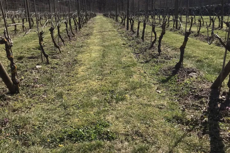 Tjurkö Vineyard