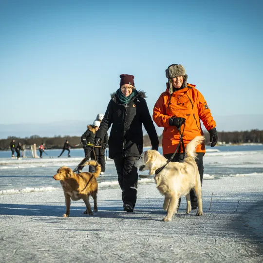 hundar på promenad